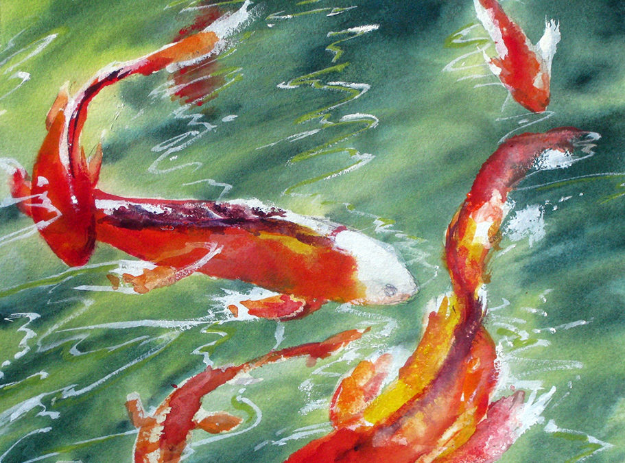 Sunlit Koi